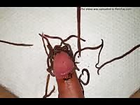 Worms on cock 1 Gaybeast.com - Dude fucks animal