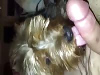 Yorkie good lick Gaybeast - Animal Sex Man
