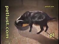 Young boy fuck goat