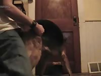 Young man fucking gsd Gaybeast - Beastiality with Man