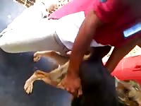Young man fucks dogs on job while his best friend records the action Gaybeast - Beastiality with Dude