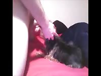 Yourk lovin Gaybeast.com - Beastiality Man