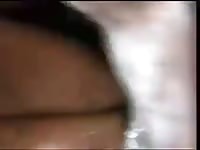 Zooall Gaybeast - Beastiality Man