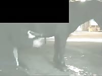 Masturbating a stallion Gaybeast - Beastiality Man