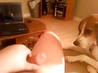 Me and my beagle love Gaybeast - Bestiality Porn video with man