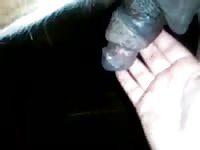 Me giving a good sucking Gaybeast - Beastiality with Man