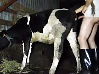 Gay Beast Fuck Cow Hd - Young man and nice cow Gaybeast.com - Bestiality Porn video with ...