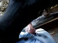 Men with calf Gaybeast.com - Dude fucks animal