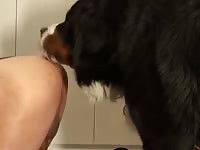 Mount video Gaybeast.com - Man fucks animal