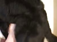 Mounting Gaybeast.com - Man fucks animal