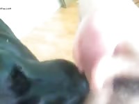 My dog lick my cock Gaybeast - Beastiality Man