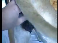 My horny bitch pussy fuck Gaybeast - Bestiality Sex video with man