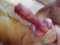 My movie Gaybeast.com - Man and animal Porn