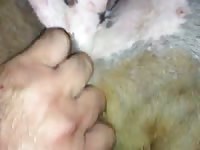 Myhomegirl Gaybeast.com - Animal Sex Man