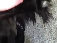 Newfie condom Gaybeast - Bestiality Sex video with man