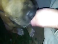 Peanut butter dog Gaybeast - Bestiality Porn video with man