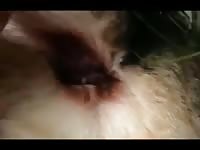 Pegando na rola 2 Gaybeast - Zoophilia Man