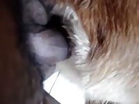 Penetrando a mi perra Gaybeast.com - Bestiality Porn video with man