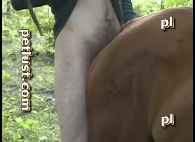 Porn horse