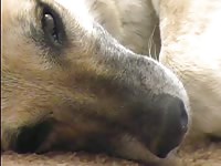 Petust the slutty bitch