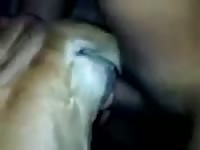 Piece of cock in bitch Gaybeast - Beastiality with Man