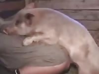 Pig and man Gaybeast.com - Dude and animal Porn