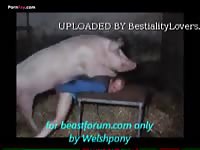 Pig fucks man ass