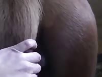 Play with mares part i Gaybeast.com - Man and animal Sex