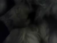 Pleasing maya Gaybeast.com - Beastiality Man