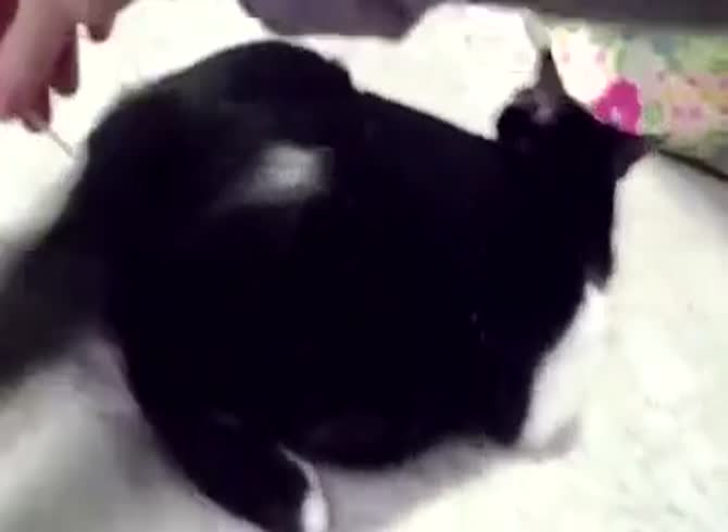 Black cat gets fucked in the ass Pleasuring Cat In Heat Gaybeast Animal Porn Man Madnessporn Extrem Sex