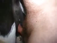 Poor cow gets a big hard one under her tail 1 Gaybeast.com - Zoophilia Man
