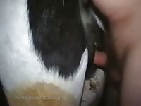 Poor cow gets a big hard one under her tail Gaybeast.com - Dude fucks animal