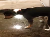 Proud ejaculation Gaybeast.com - Beastiality with Dude