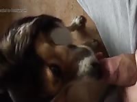 Puppy licking Gaybeast.com - Bestiality Porn video with man