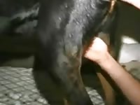 Rottie anal pounding Gaybeast.com - Bestiality Sex video with man