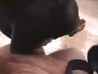 Rottweiler getting fucked Gaybeast.com - Zoophilia Porn and Man
