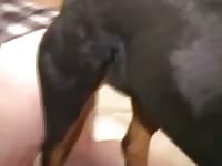 Rottweiler knot 1 Gaybeast.com - Dude fucks animal