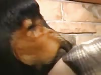 Rottweiler knot Gaybeast - Beastiality Man
