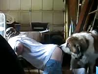 San bernardo Gaybeast - Man and animal Sex