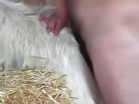 Sheep 2 Gaybeast - Man fucks animal