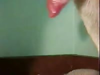Shepard cums into bowl and licks it out Gaybeast.com - Zoophilia Man