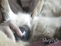 Sheppy toy play Gaybeast - Zoophilia Man