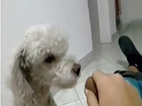 Shuck my dinck Gaybeast - Animal Porn Man