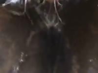 Sloppy seconds 2 Gaybeast.com - Man and animal Porn