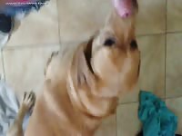Some fun with mom s dog shortlife video 20120815114016