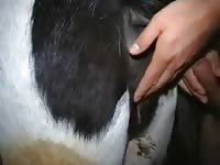 Some mare lovin Gaybeast.com - Zoophilia Sex and Man