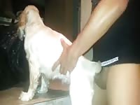 Spaniel gets hard latino cock in her pussy Gaybeast.com - Beastiality Man
