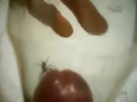 Spider cock Gaybeast.com - Bestiality Porn video with man