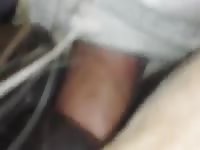 Stallion cumfart Gaybeast.com - Animal Sex Man