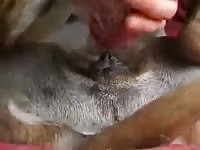 Suave masturbada y cogida Gaybeast - Animal Sex Man